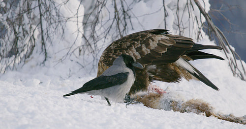 Close-up of golden eagle eating on dead fox in the mountains at winter