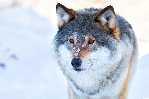 Close-up portrait of a wolf in the winter