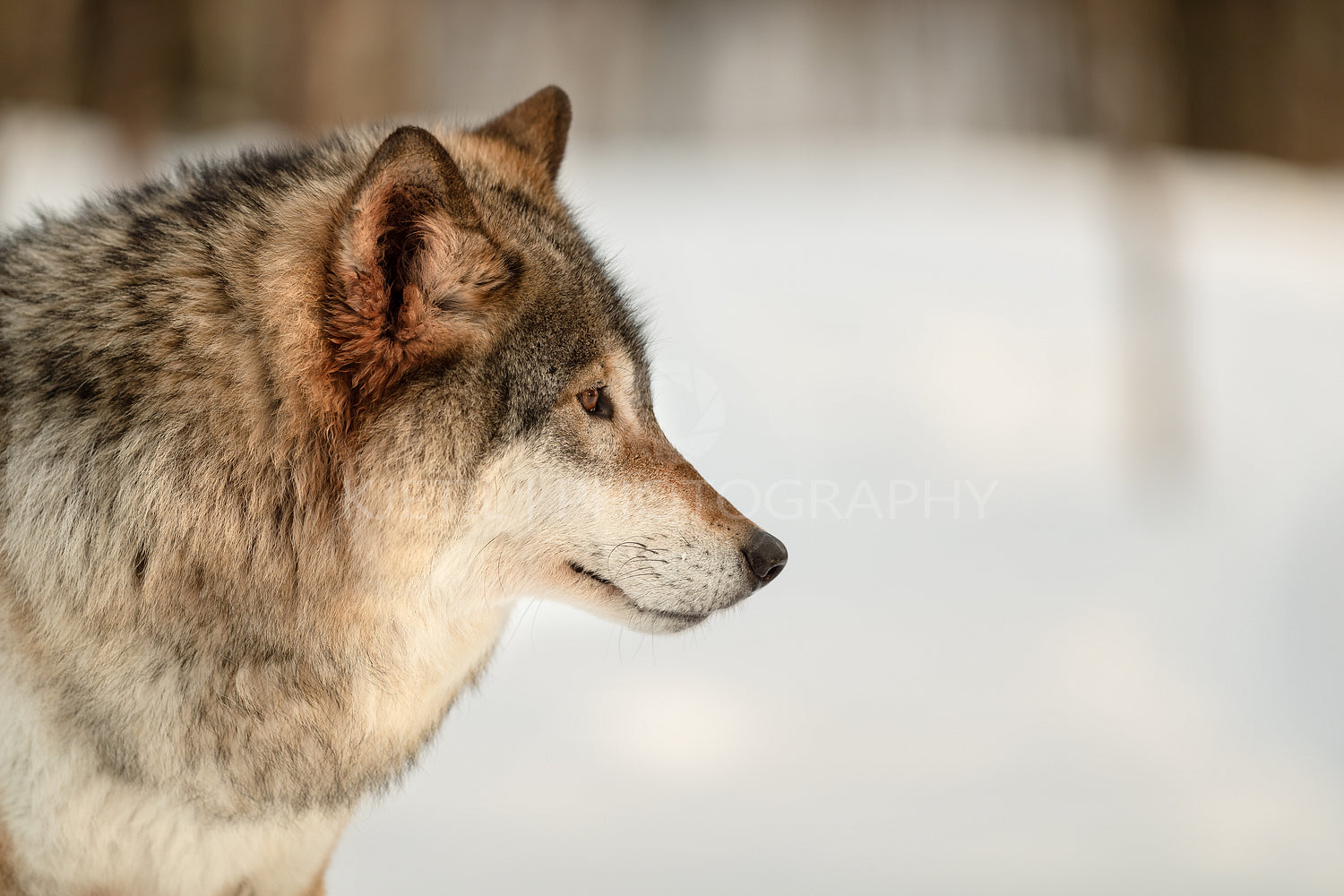 Furry Canis Lupus looking away in nature in winter