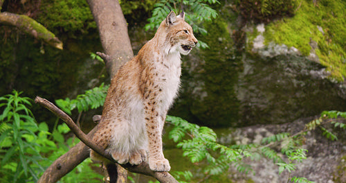 Lynx yawning while sitting on tree in forest
