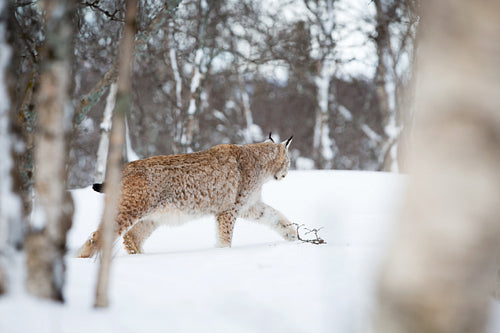 Lynx sneaking in the winter forest