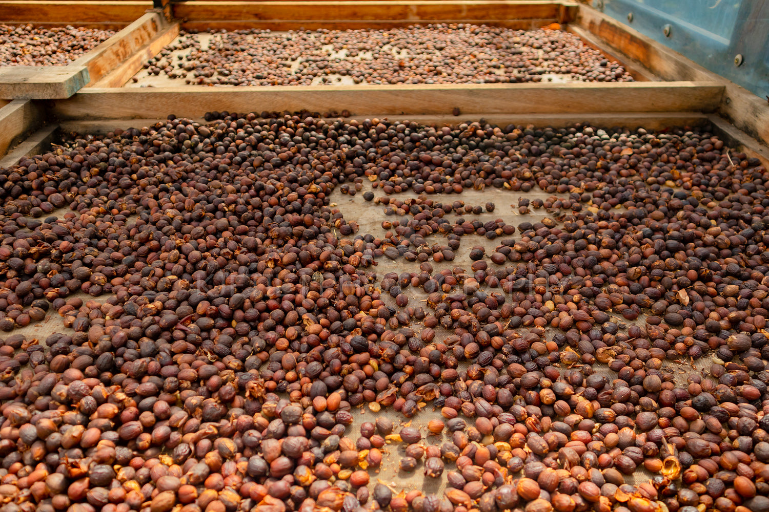 Raw Coffee Beans Drying In Wooden Crate