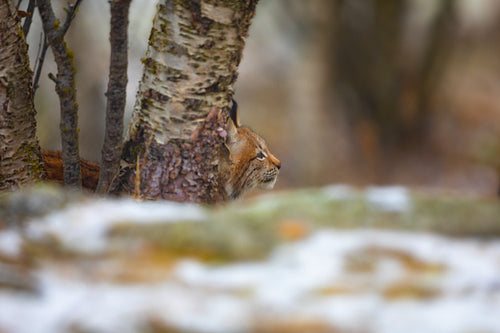 Young eurasian lynx lurking in the forest at early winter