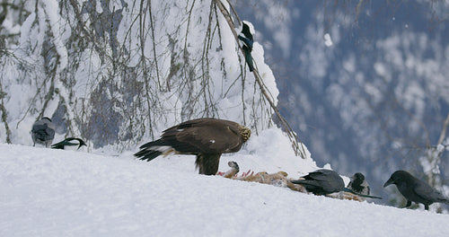 Large golden eagle eating on a dead fox in mountains at winter