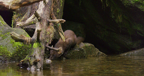 European pine marten standing on a overturned tree and drinking water from a pond