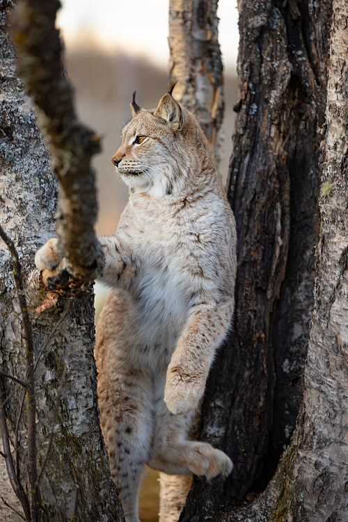 Eurasian lynx climbing in a trees in the forest