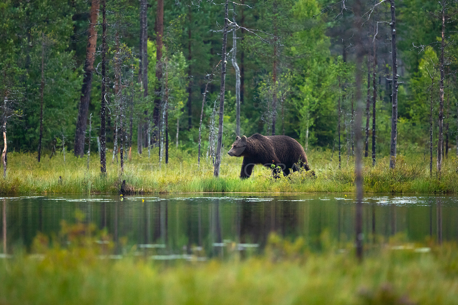 Large adult brown bear walking in the forest