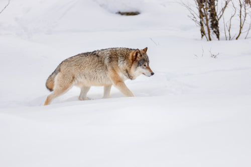 Side view of Eurasian wolf strolling on snow