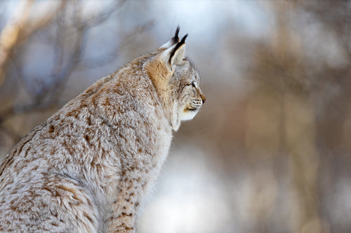 Closeup of furry Eurasian wild lynx cat looking away
