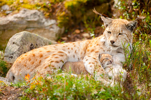 Caring lynx mother and her cute young cub in the grass