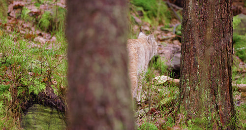 European lynx cub walking in the forest