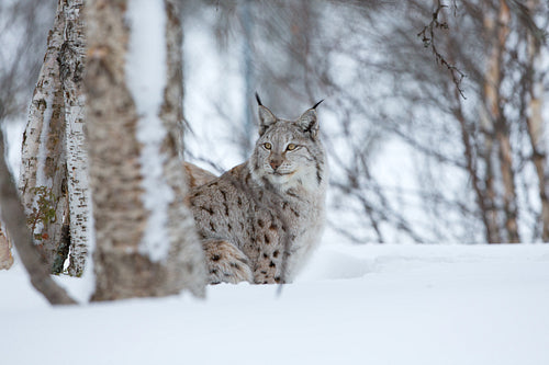 Lynx in the snow in forest