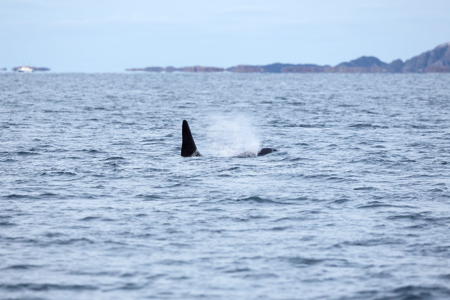 Orca or killer whale swims in the arctic sea