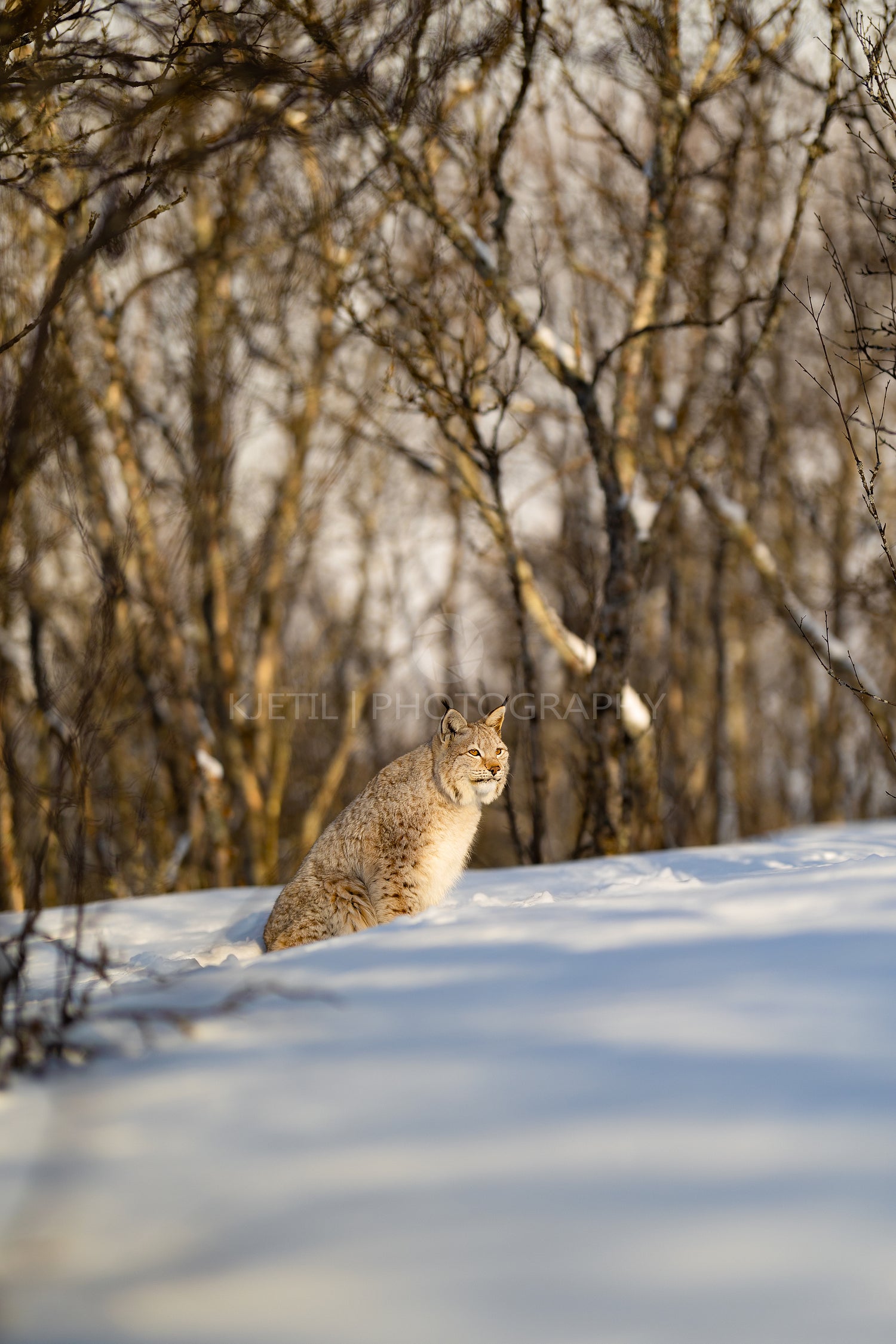 Lynx looking away while sitting on snow in nature