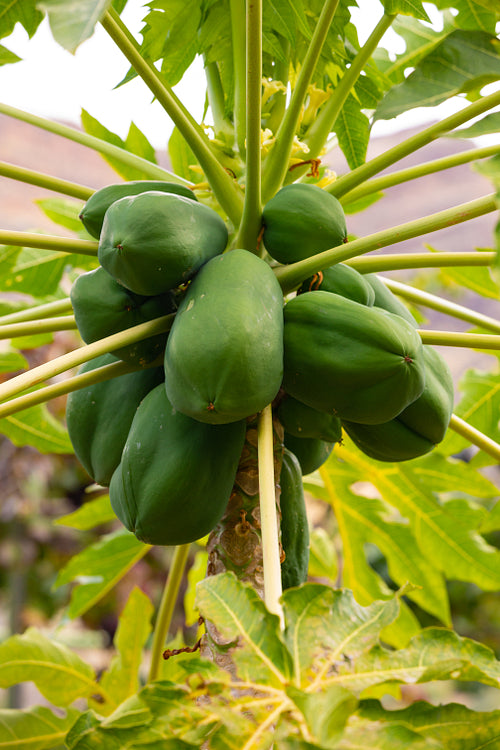 Fresh Green Papayas Growing On Tree At Plantation