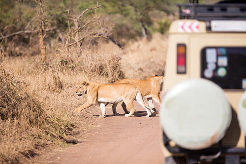 Wildlife safari tourists on game drive
