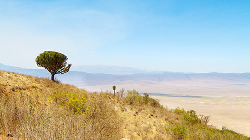 Safari Landscape with Iconic Tree Overlooking Tanzanian Plains