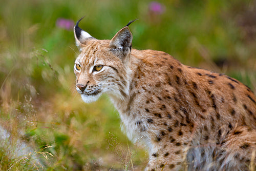 Focused eurasian lynx hunting in forest at summer