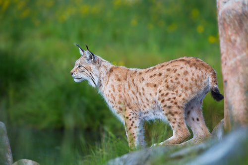 Proud lynx scout for prey