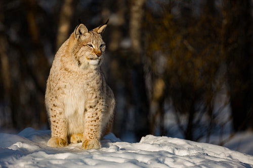 Lynx looking away while sitting on snow during sunny day