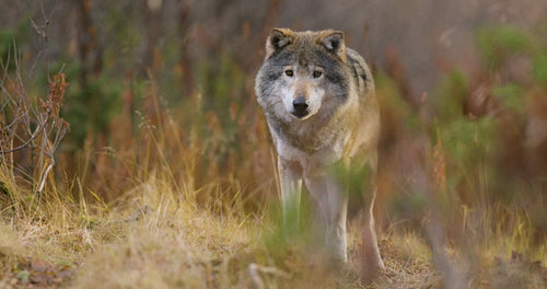 Large grey wolf standing in the forest observing