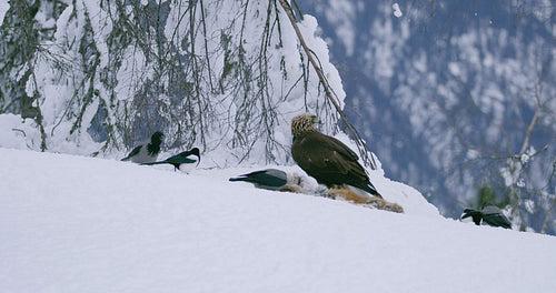 Large confident eagle scares away another eagle from food in the mountains at winter