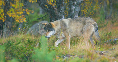 Beautiful grey wolf looking after food in the grass