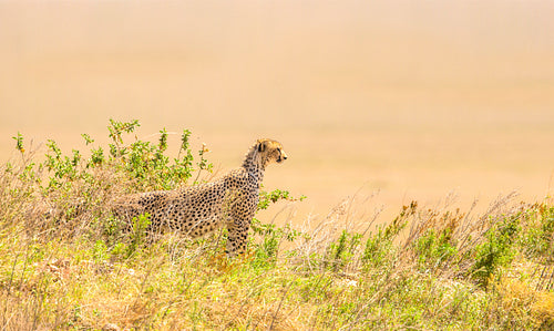 African cheetah on a hill in Serengeti