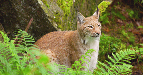 Lynx sitting amidst plants in forest