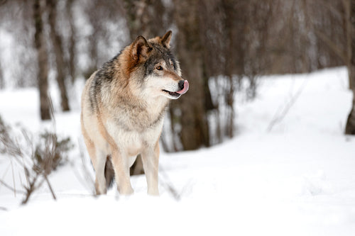Canis Lupus licking snout while strolling on snow
