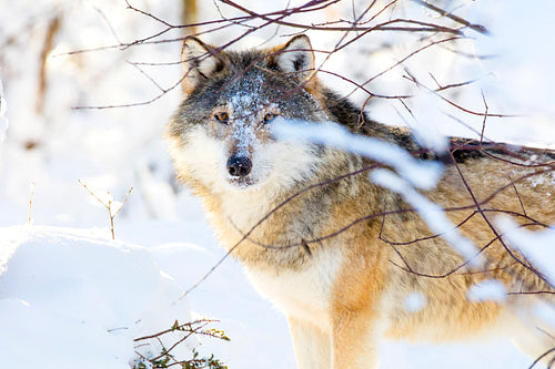 Beautiful wolf standing in the cold winter forest