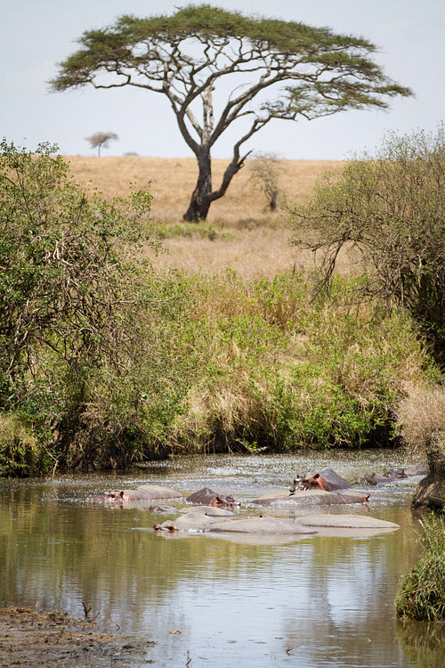 Hippo in pond in Serengeti