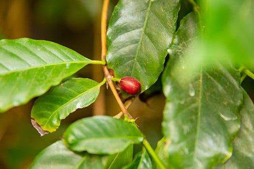 Close-Up Of Fresh Ripe Coffee Fruits Growing In Farm