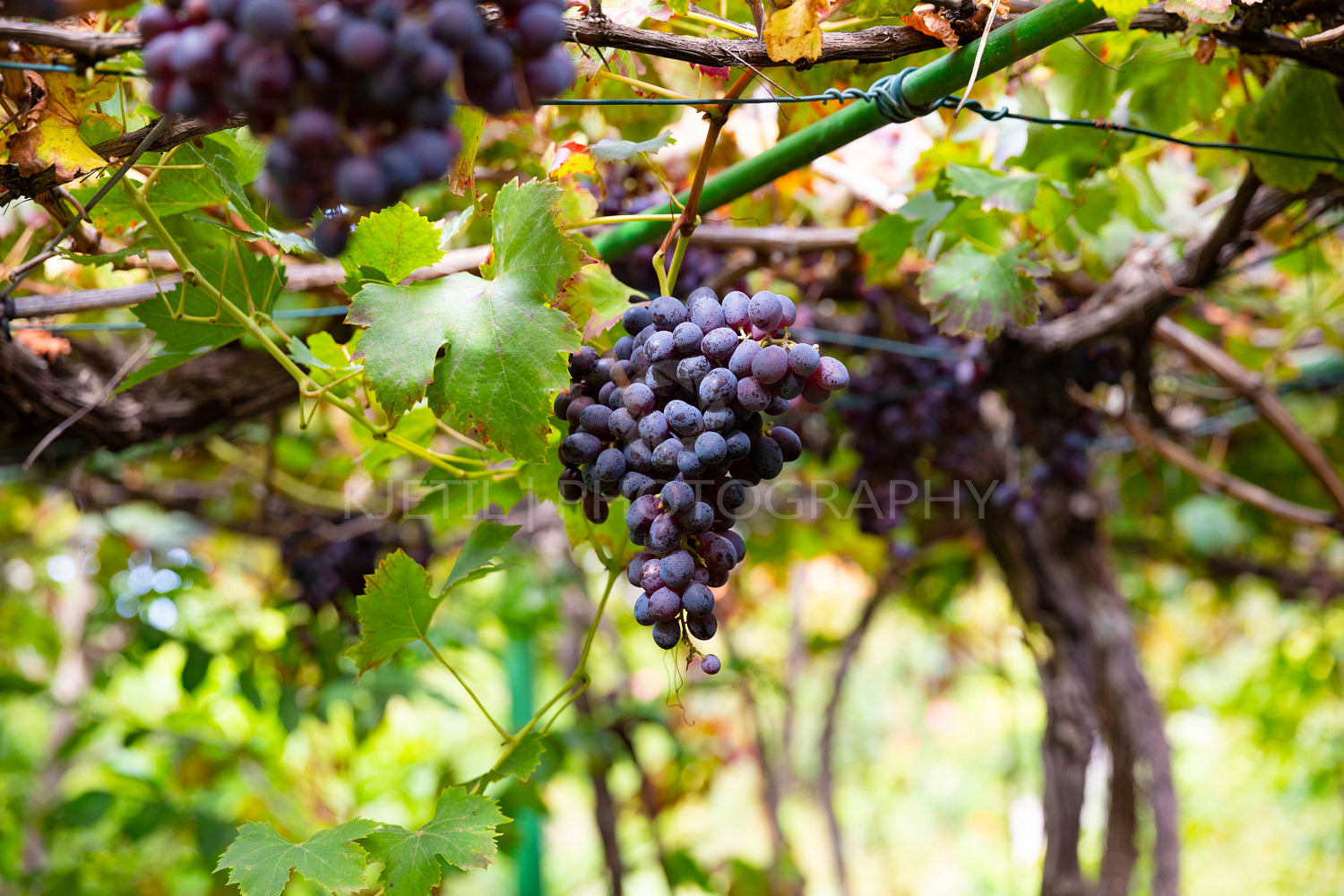 Many Organic Bunches of Grapes for Wine Production Growing At Vineyard