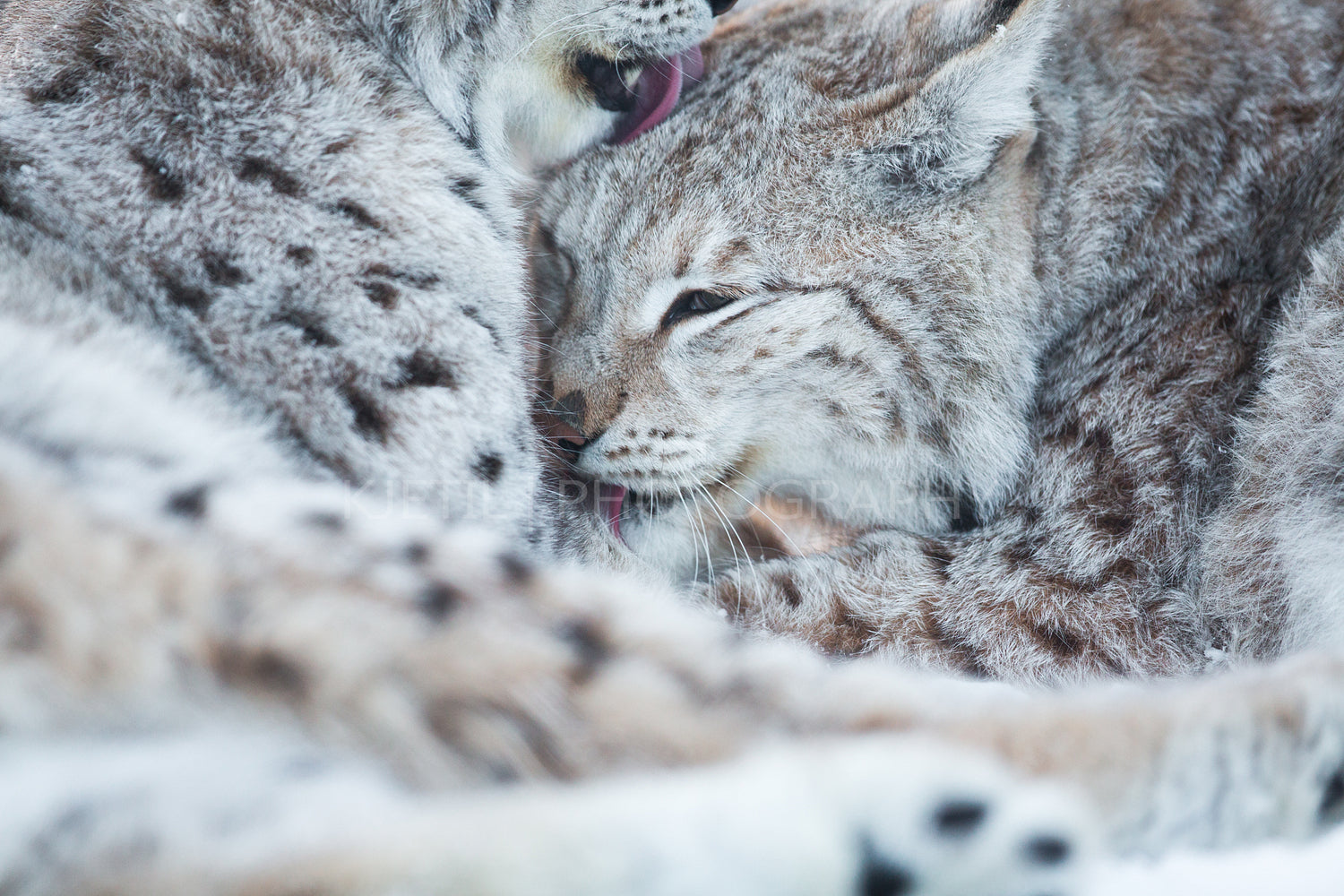 Two lynx cleaning fur in snow