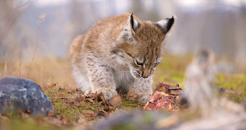 Close-up of a beautiful eurasian lynx cub eating meat in the forest