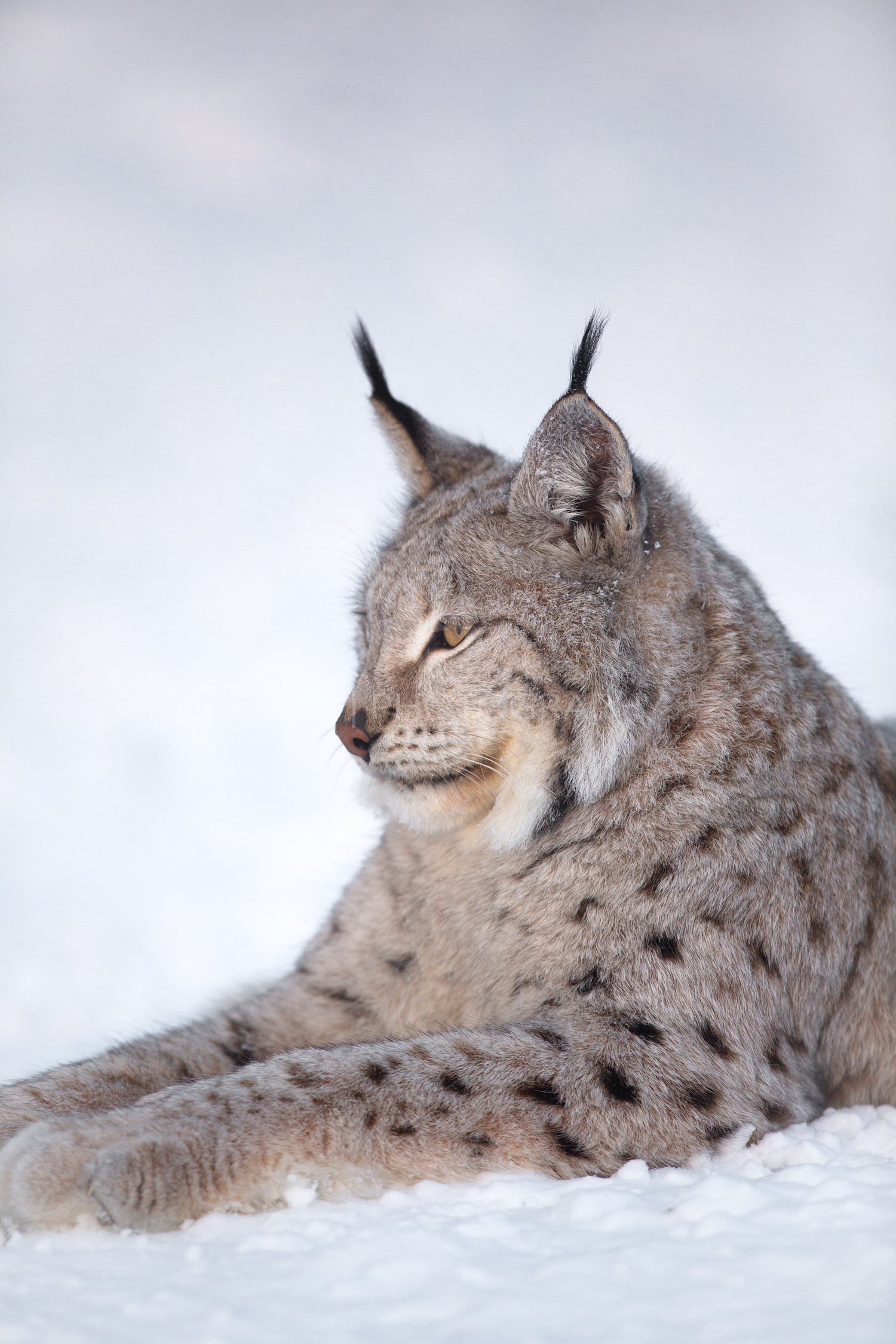Lynx rests in the snow