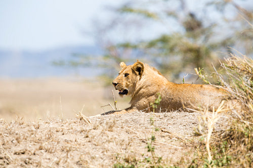 African male lion in Serengeti