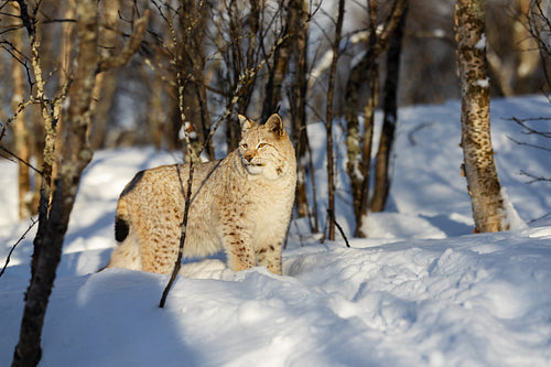 Alert lynx looking away on snow amidst bare trees