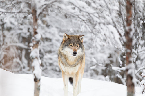 Beautiful wolf standing in the snow in beautiful winter forest