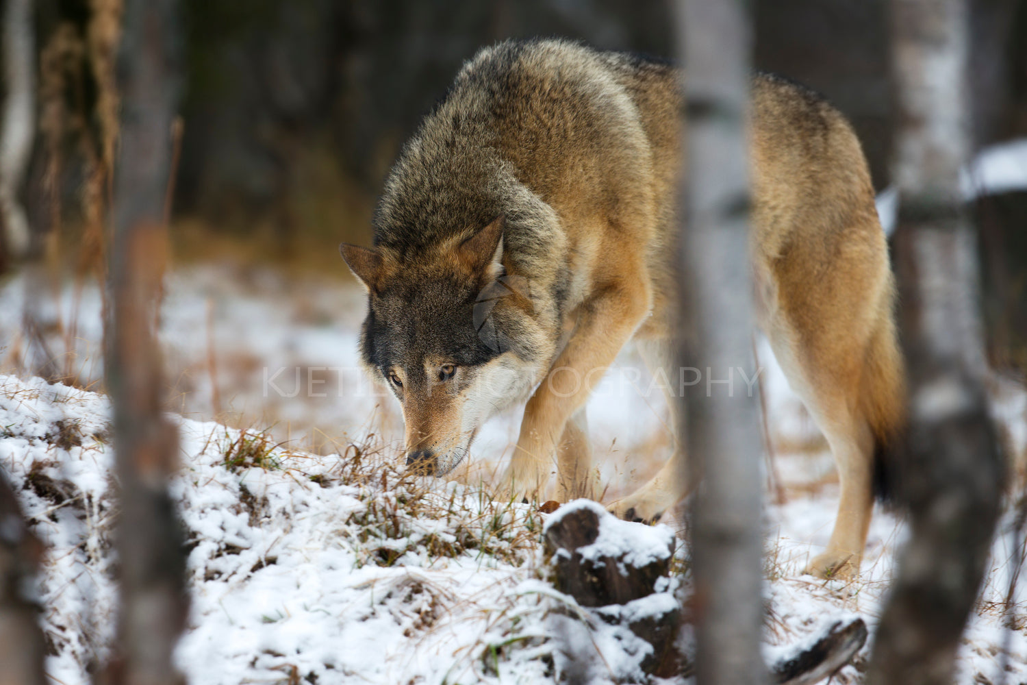 Wolf tracks prey in the winter