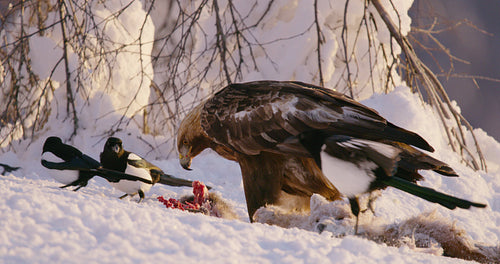 Golden eagle eats on a dead fox in the mountains at winter