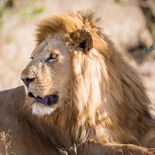 Big male lion rests in Africa