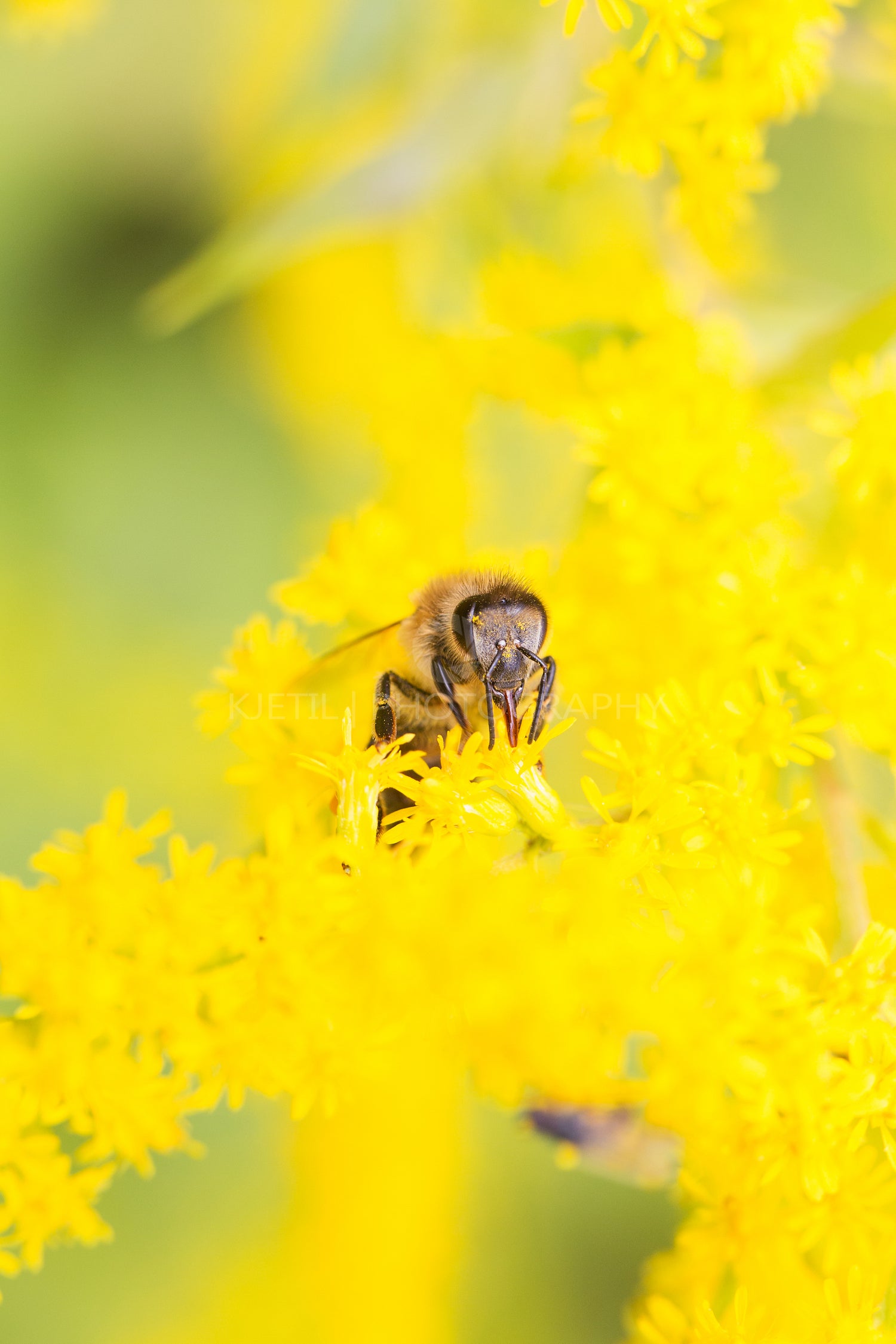 Bee feeding