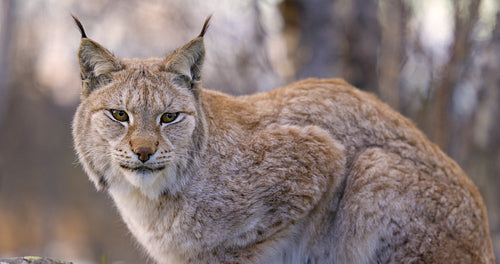 Close-up of a Eurasian lynx resting in forest looking into camera