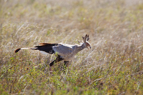 Secretary bird walking in Serengeti