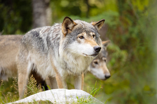 Two wild male wolf walking in the grass in lush green colored meadow