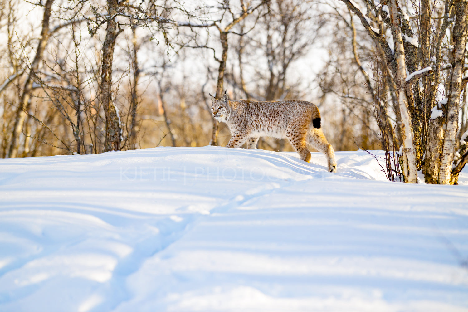 Lynx strolling on snow by bare trees in the forest