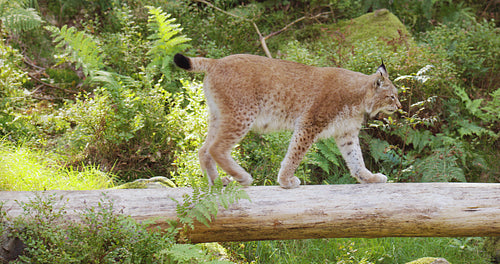 European lynx or bobcat walking on fallen tree in the forest