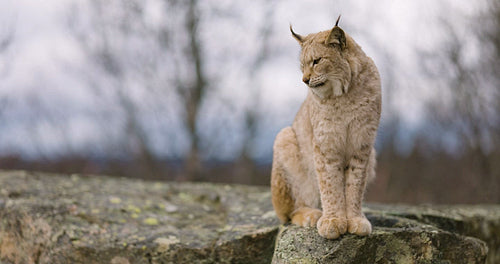 Cute young and sleepy eurasian lynx sitting on a rock in forest